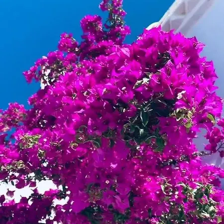 Bougainvillea Prázdninový dům